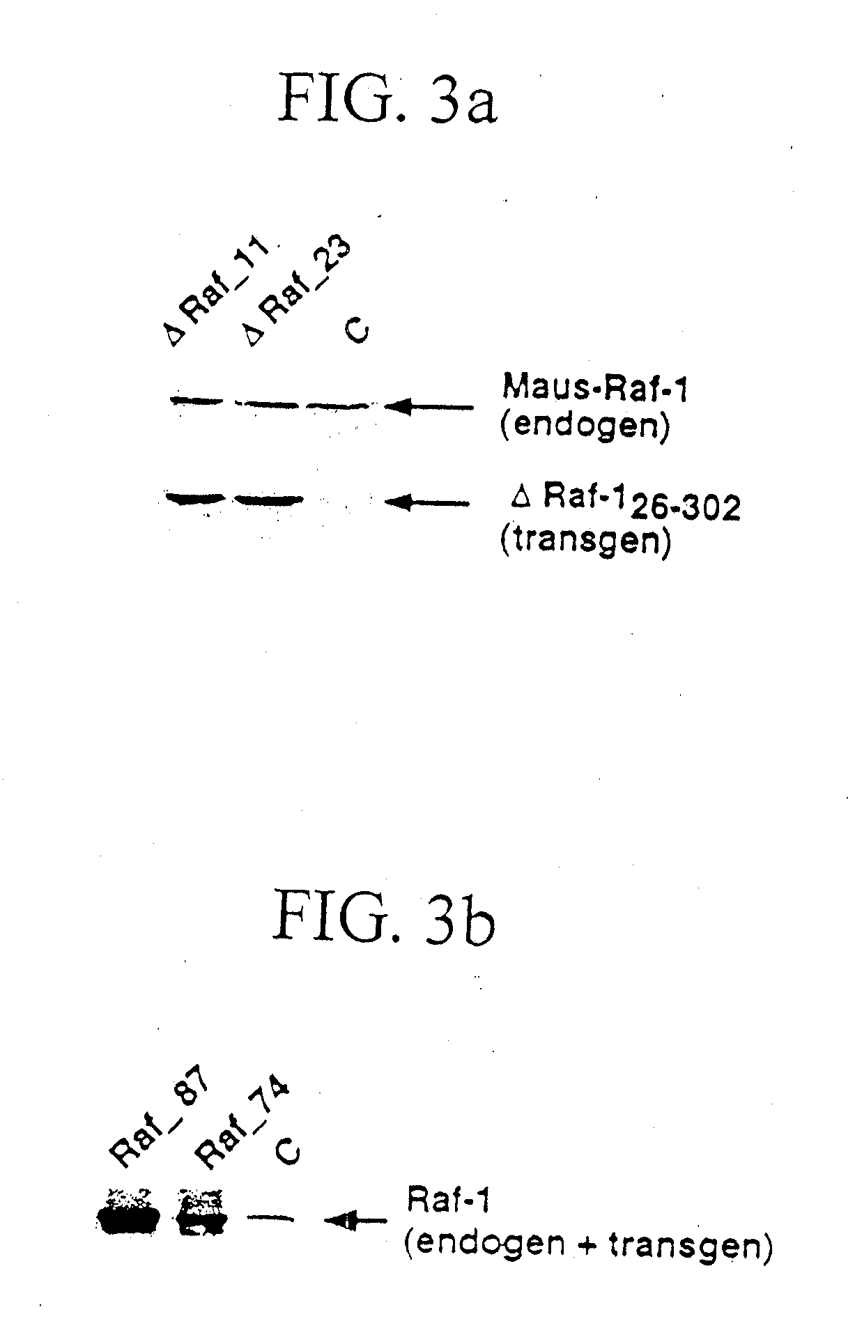 TRANSGENIC NON-HUMAN MAMMAL WITH AN ONCOGENIC MUTANT OF THE c-Raf-1 GENE