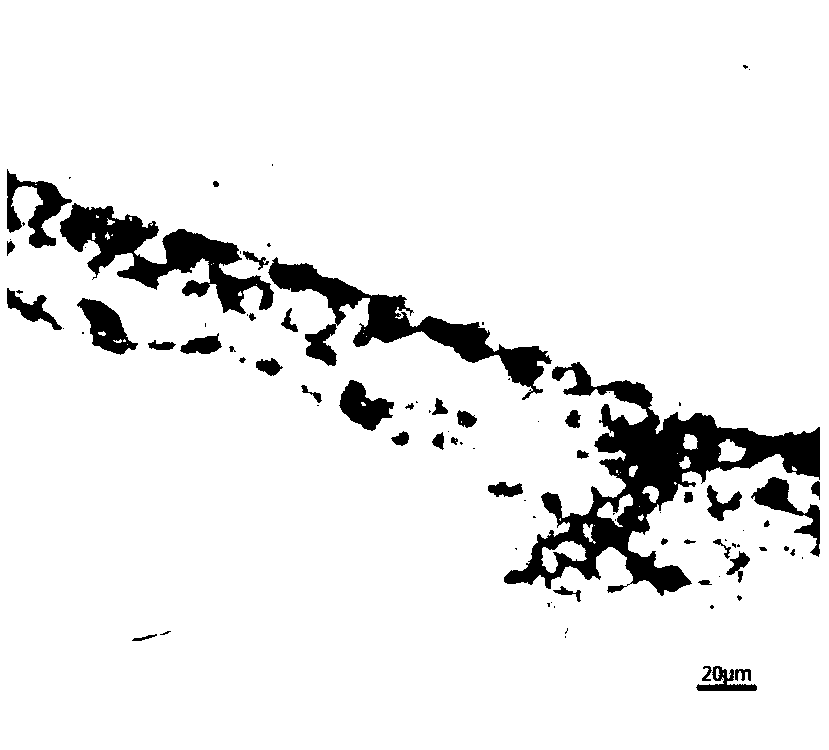 Method of paraffin sectioning the leaves of Litectinus chinensis