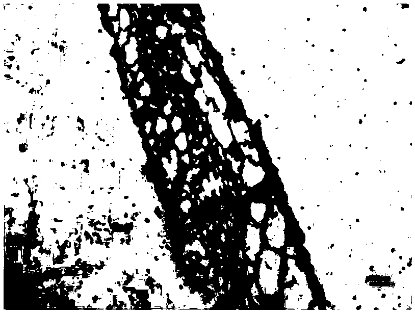 Method of paraffin sectioning the leaves of Litectinus chinensis