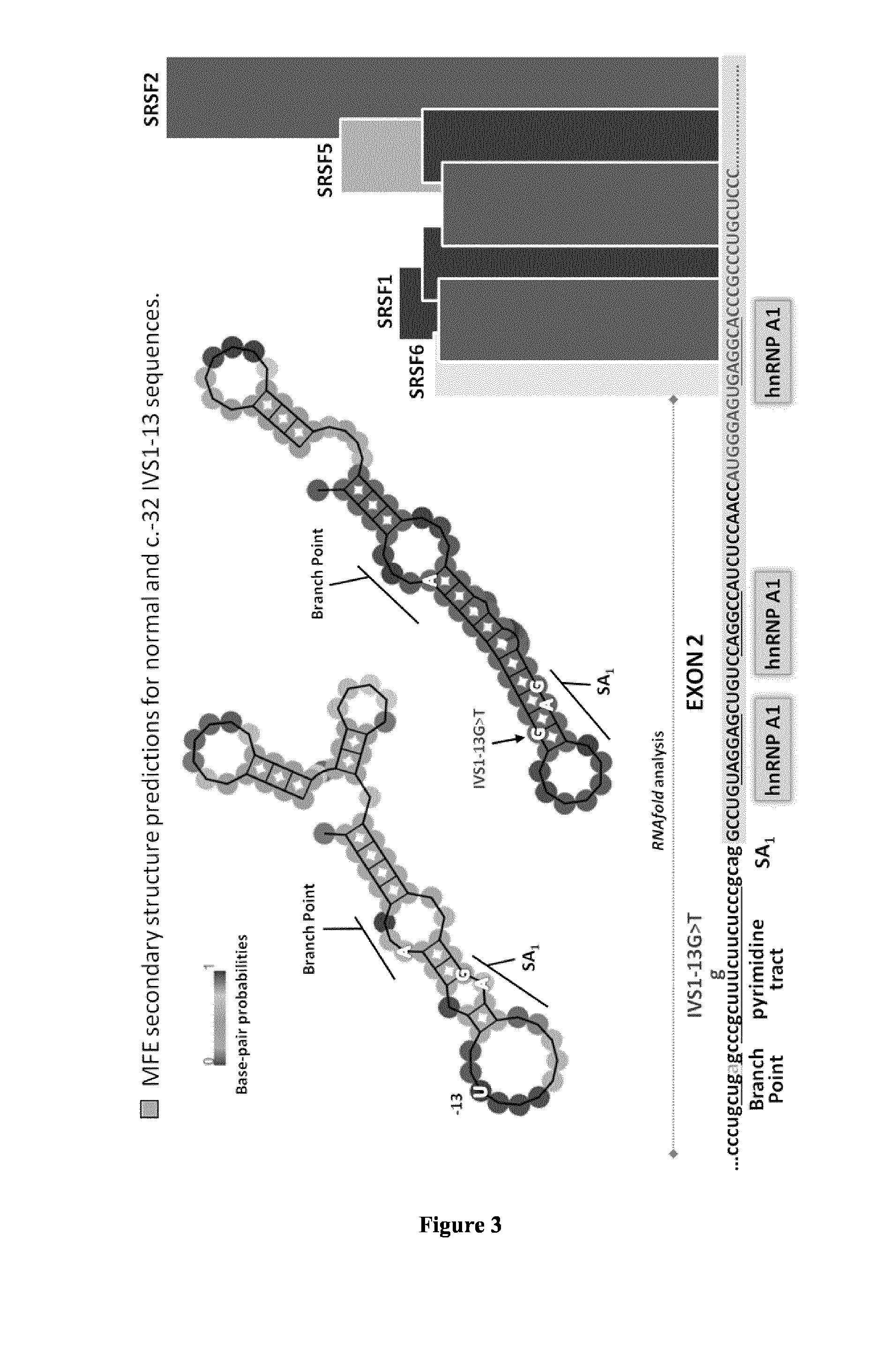 Nucleic acids and methods for the treatment of pompe disease