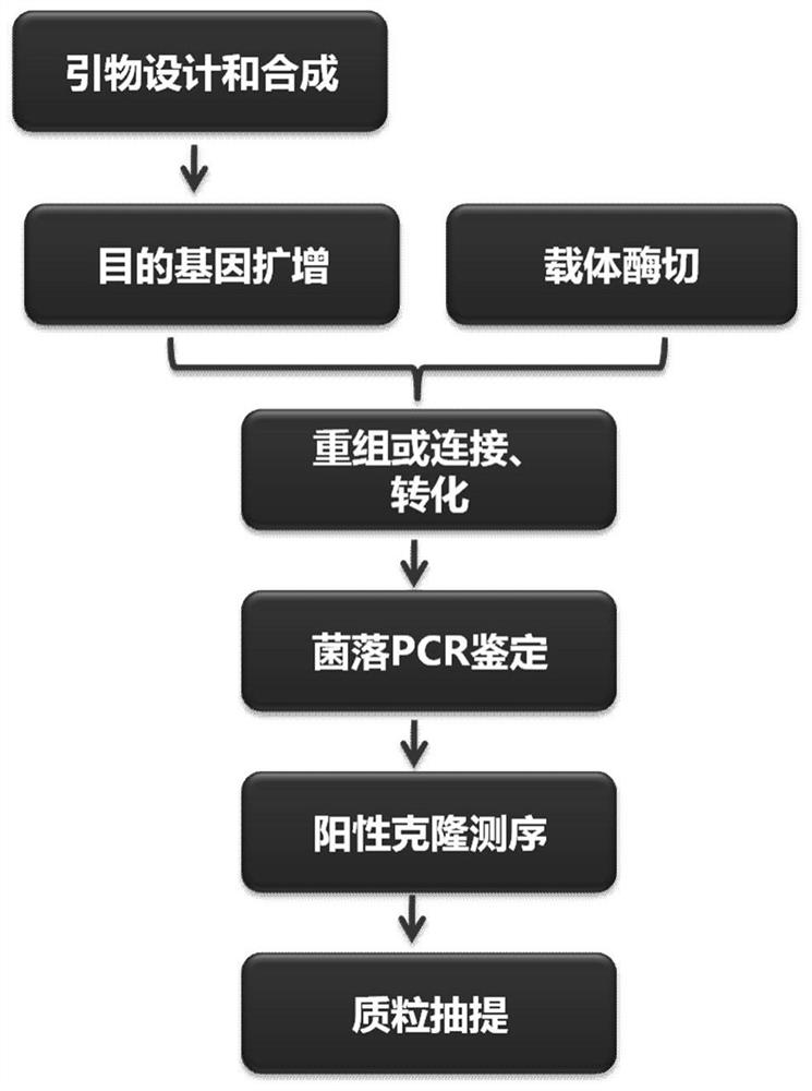 An adeno-associated virus that silences the expression of rasgrp1 in mouse intestinal tract and its preparation method and application