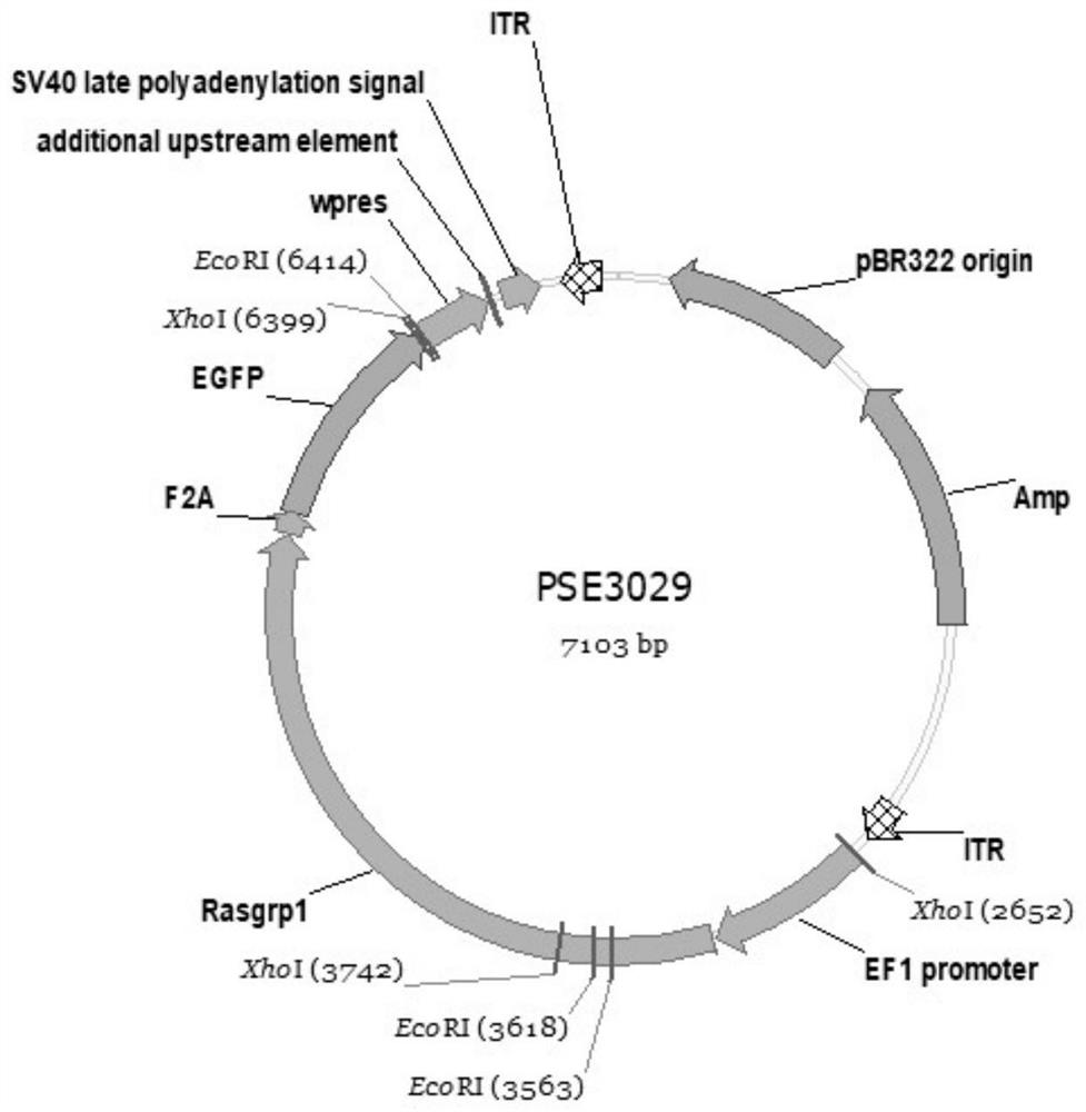 An adeno-associated virus that silences the expression of rasgrp1 in mouse intestinal tract and its preparation method and application