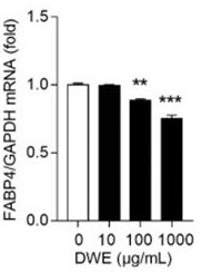 Application of dry dendrobium aqueous extract in preparation of medicine for treating obesity