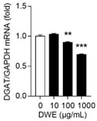 Application of dry dendrobium aqueous extract in preparation of medicine for treating obesity