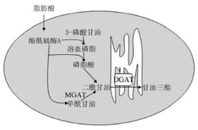 Application of dry dendrobium aqueous extract in preparation of medicine for treating obesity