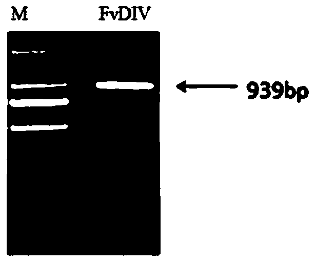 A kind of strawberry salt stress related gene fvdiv and its application