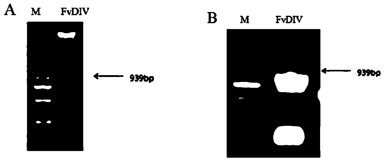 A kind of strawberry salt stress related gene fvdiv and its application