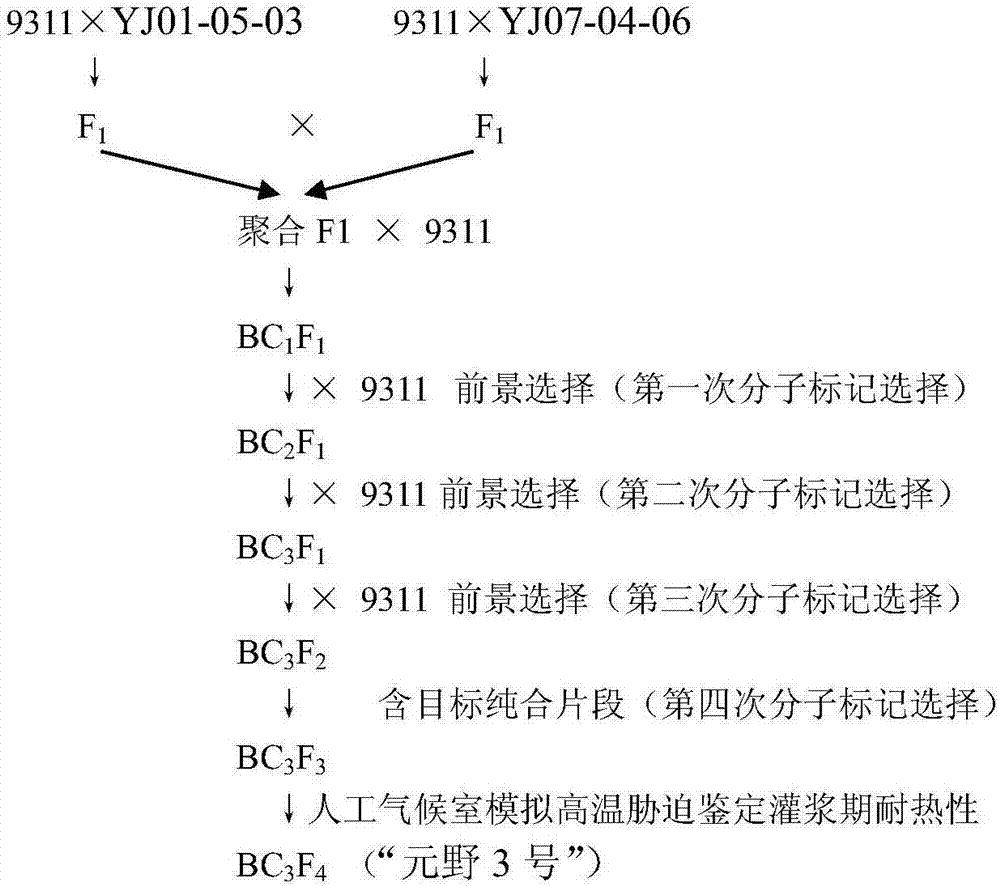 Molecular seed breeding method by using single-fragment substitution line for pyramid-improving heat resistance during heading and flowering stage and filling stage of paddy rice
