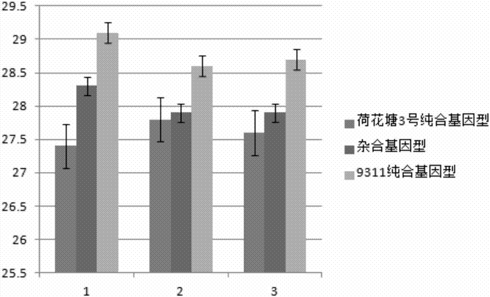 Molecular seed breeding method by using single-fragment substitution line for pyramid-improving heat resistance during heading and flowering stage and filling stage of paddy rice