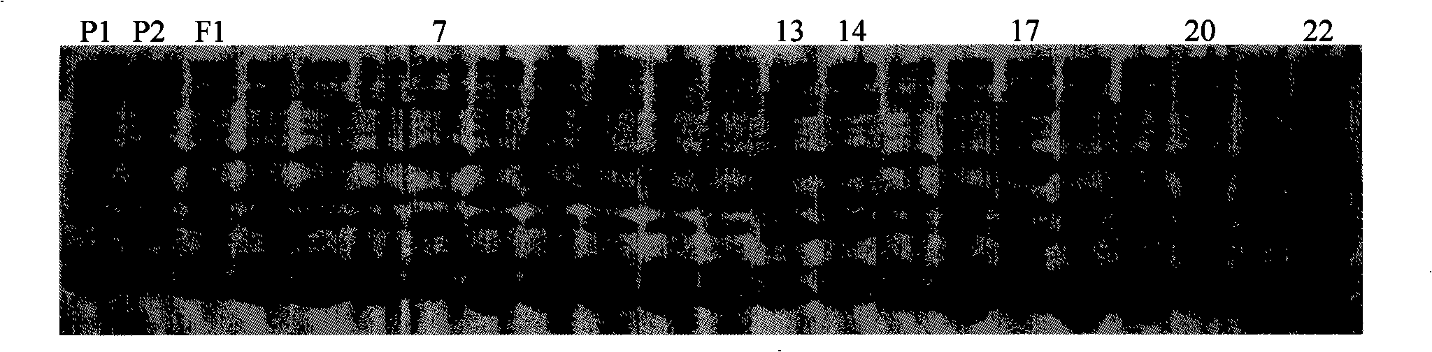Method for breeding rice vairety with polymerized low-glutelin and rice stripe-resistance
