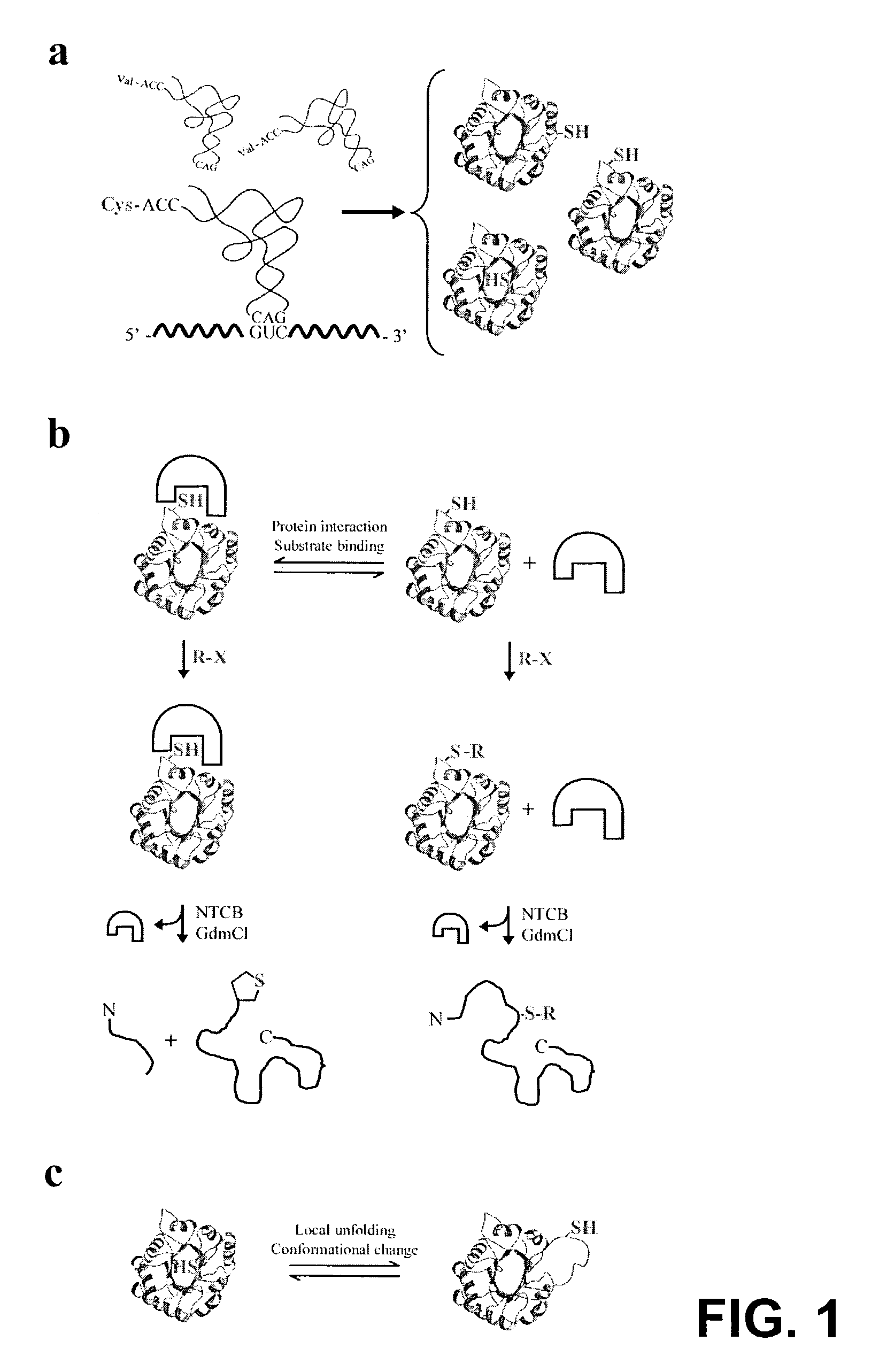Methods for structural analysis of proteins