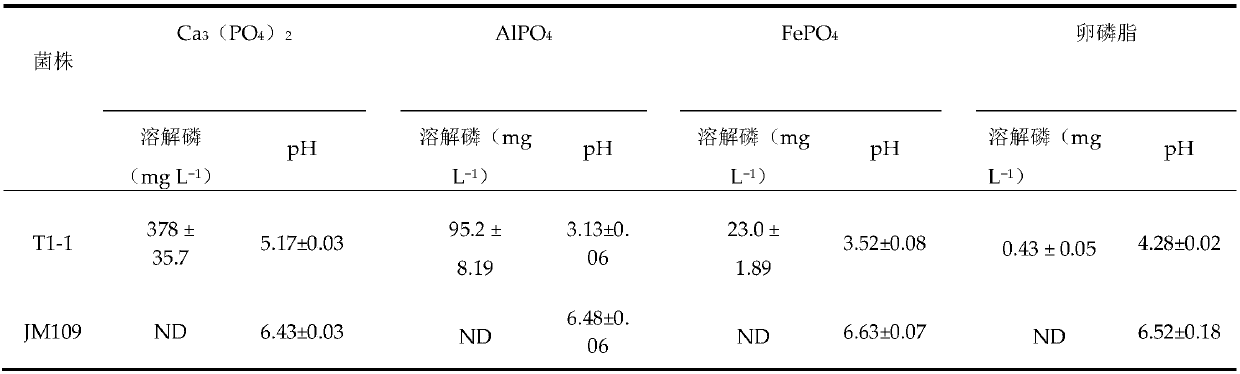 Paenibacillus strain T1-1 with phosphorus-dissolving effect and application thereof
