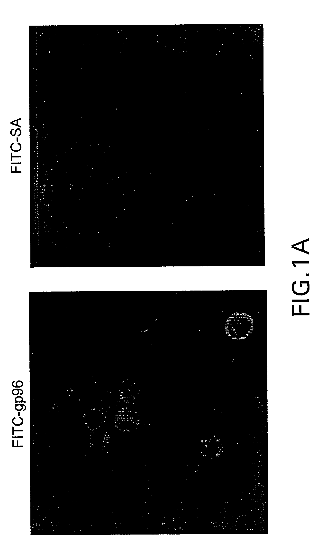 Complexes of alpha (2) macroglobulin and antigenic molecules for immunotherapy