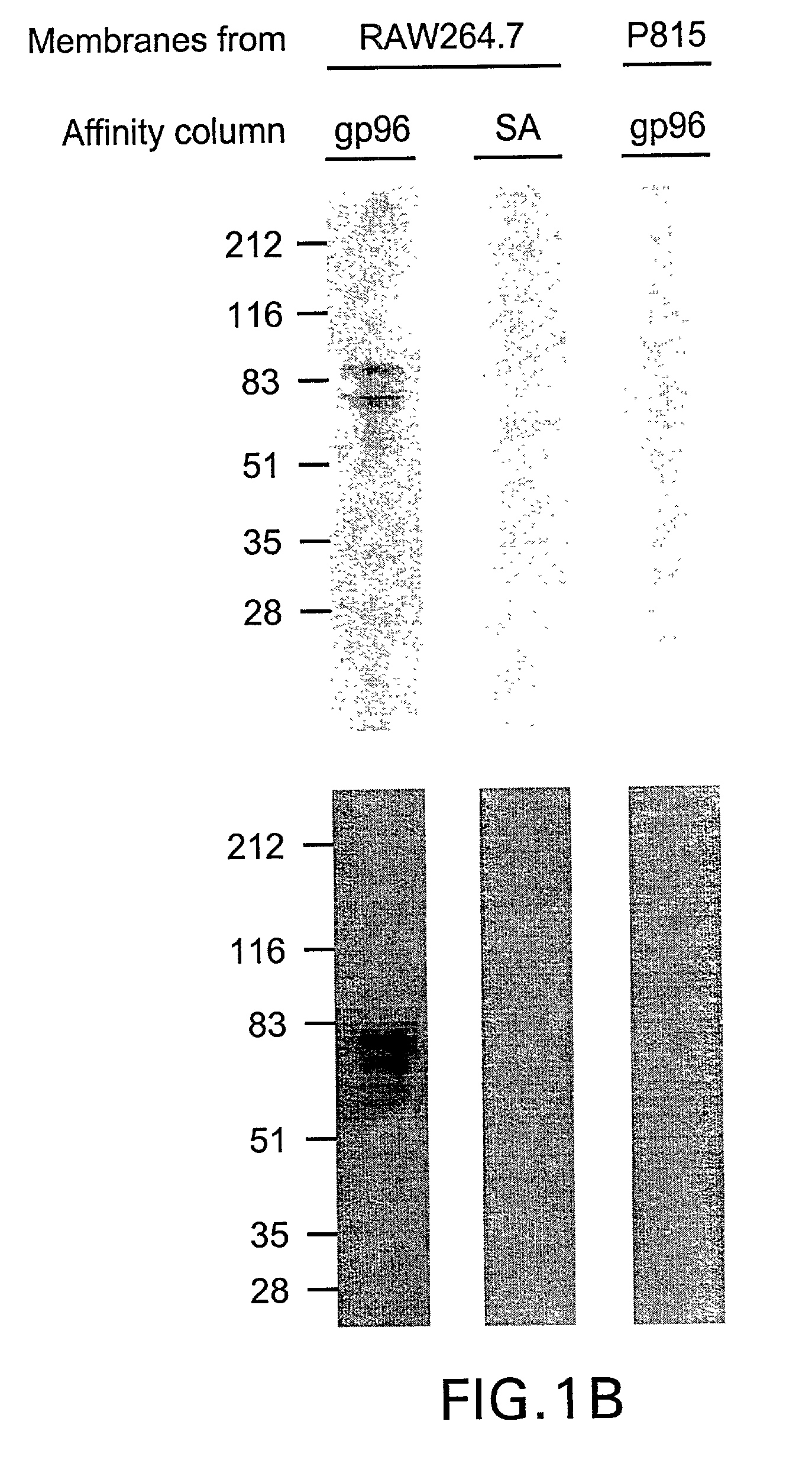 Complexes of alpha (2) macroglobulin and antigenic molecules for immunotherapy