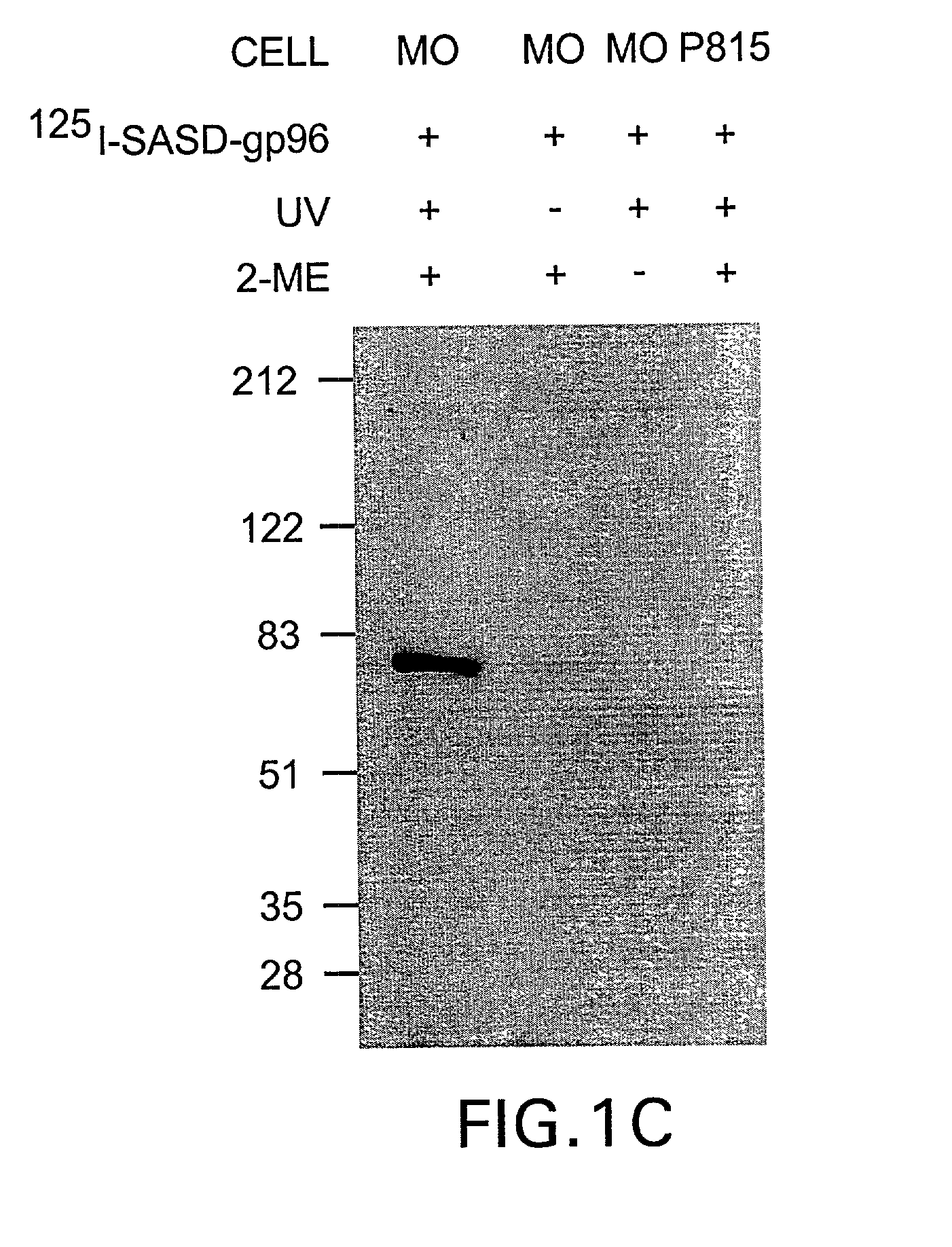 Complexes of alpha (2) macroglobulin and antigenic molecules for immunotherapy