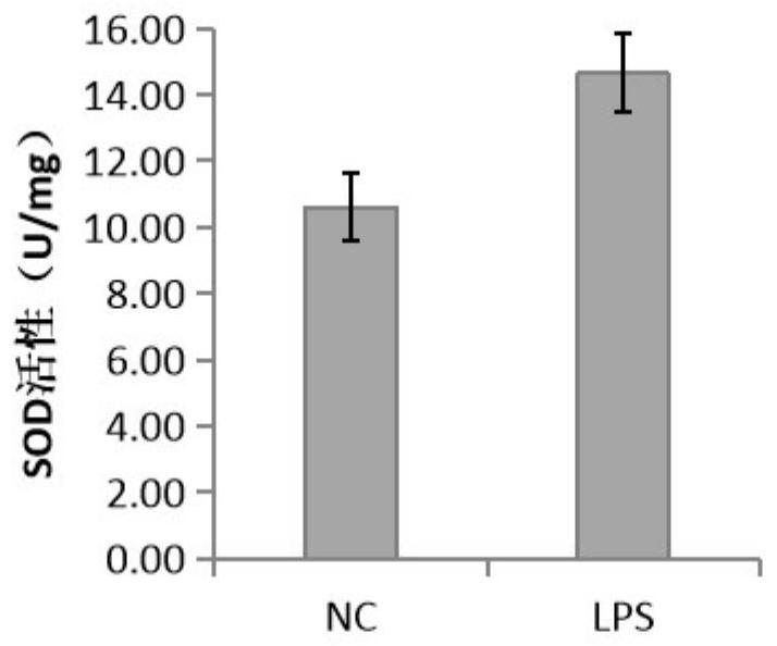 Method for determining repair degree of purple potato extract anthocyanin on oxidative damage in zebra fish bodies