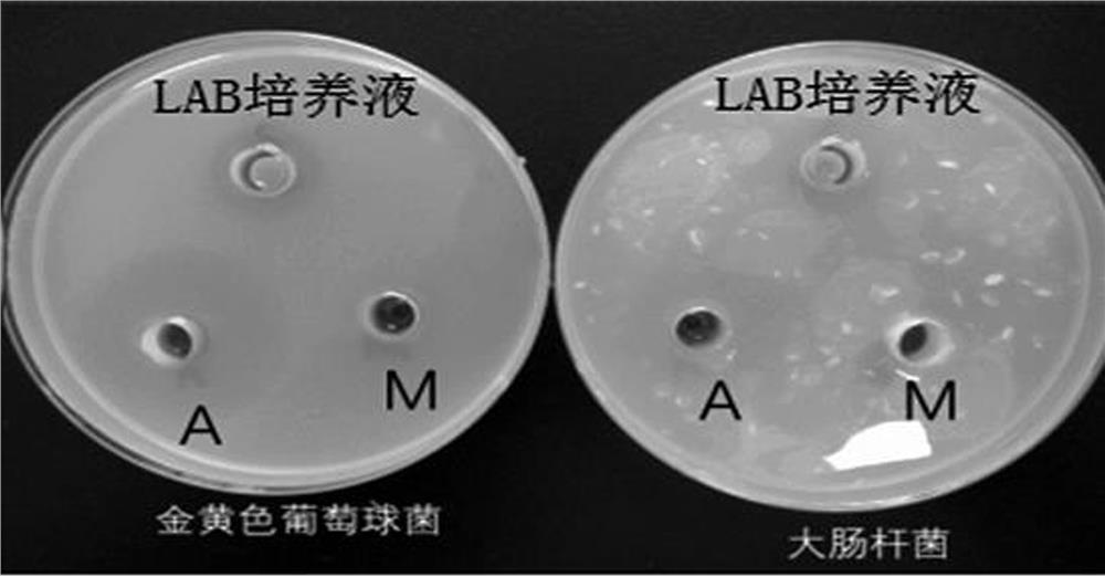 Lactobacillus buchneri and application thereof in preparation of low-moisture fermented feed