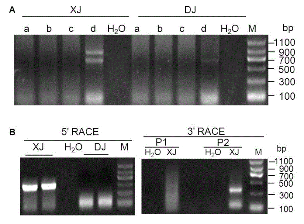 Application of chnrra protein or its encoding gene in regulating plant flowering time