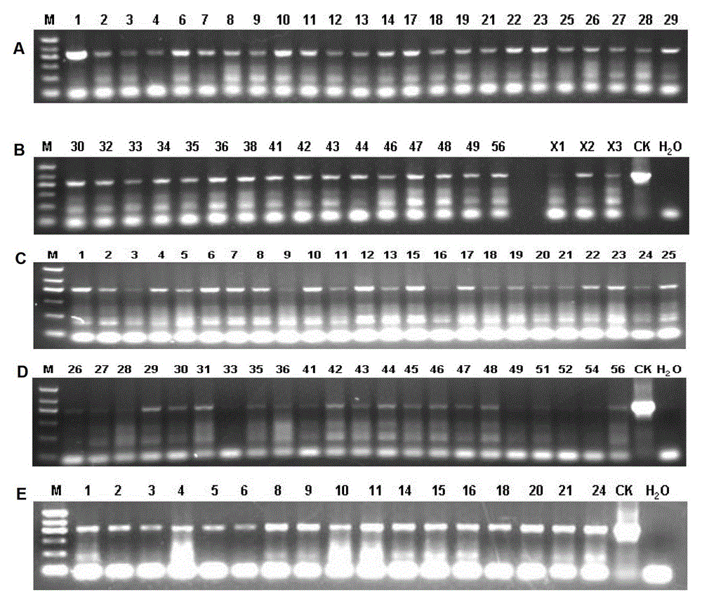 Application of chnrra protein or its encoding gene in regulating plant flowering time