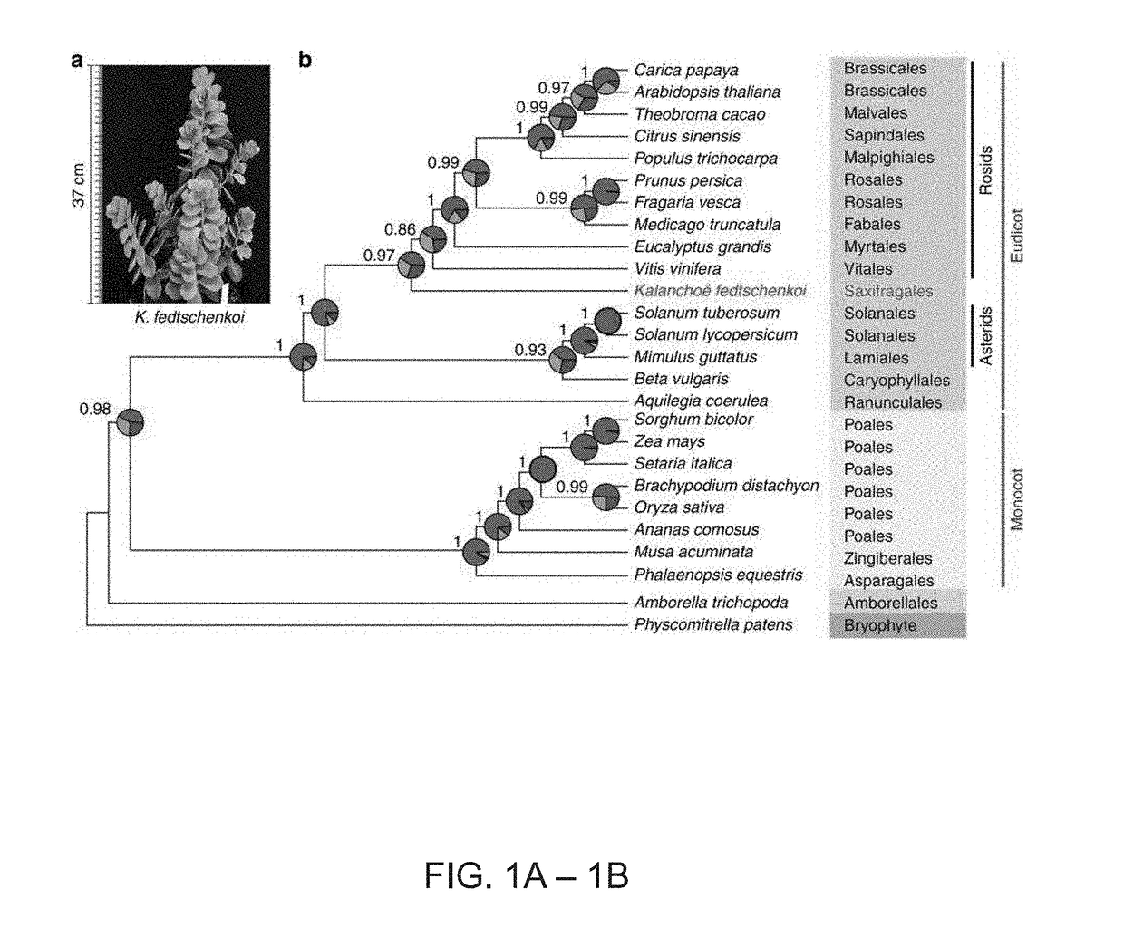 Genes for enhancing drought and heat tolerance in plants and methods of use