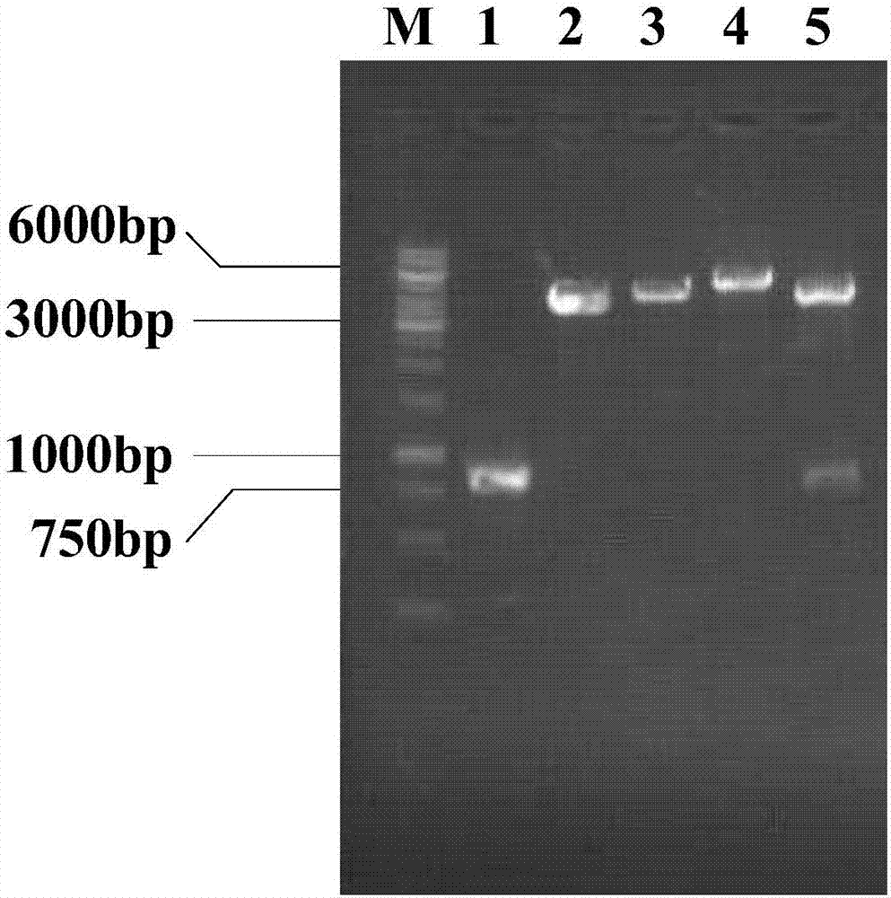 Method for using 4-hydroxyisoleucine to produce plasmids and strains and synthesizing method of 4-hydroxyisoleucine