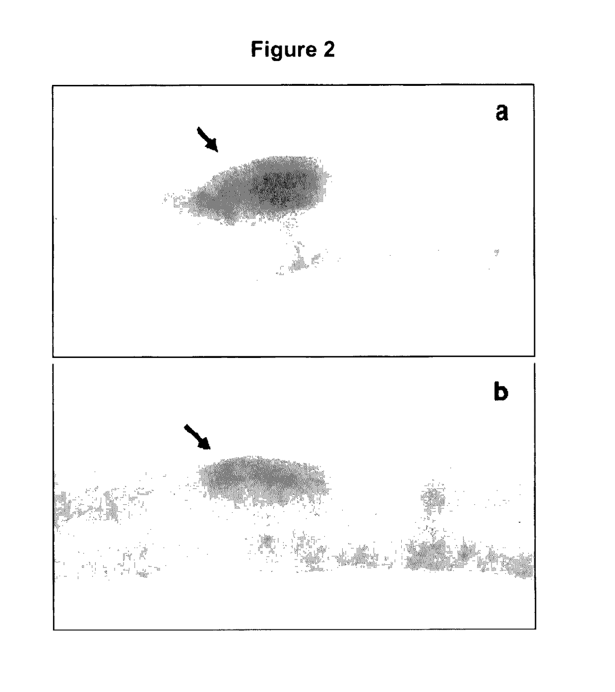 Use of cyclic peptides from flaxseed for improving animal and human health