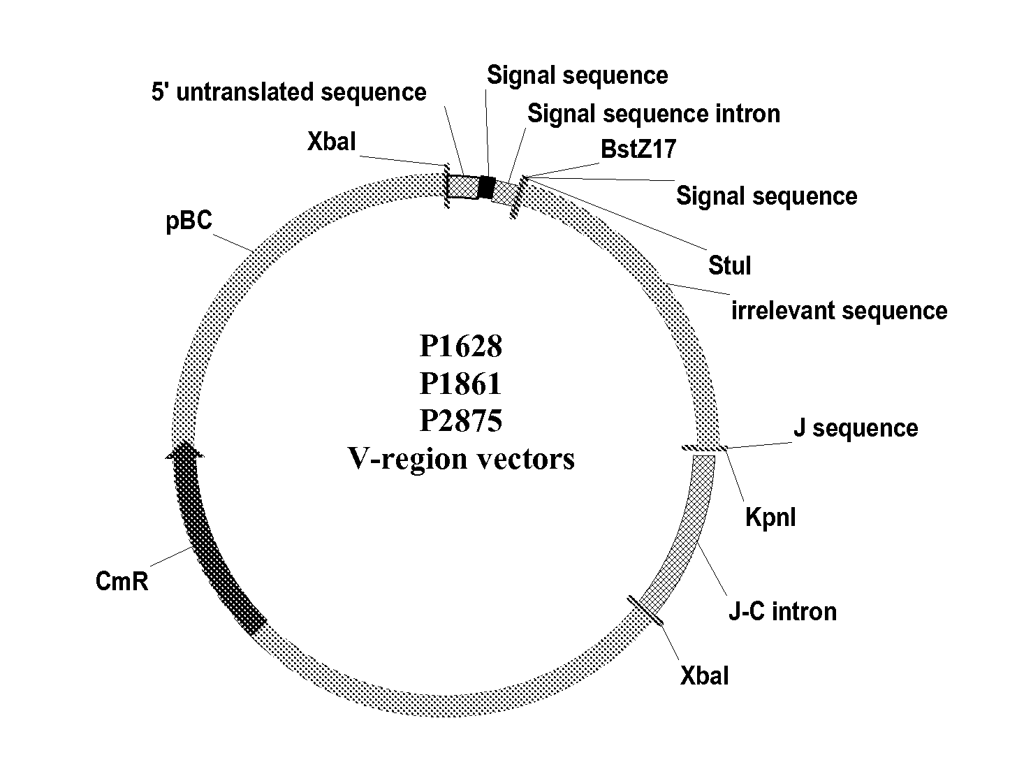 Vectors, Host Cells, and Methods of Production and Uses