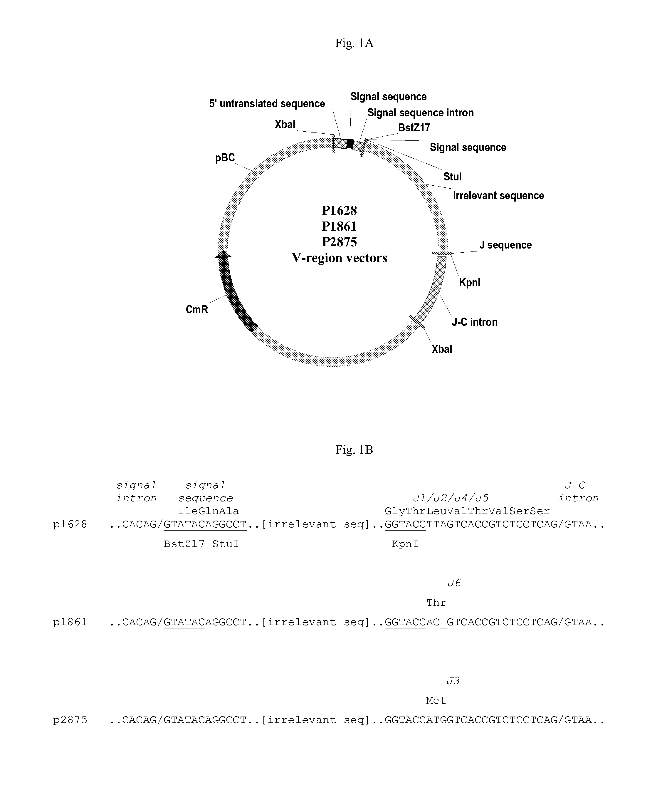 Vectors, Host Cells, and Methods of Production and Uses