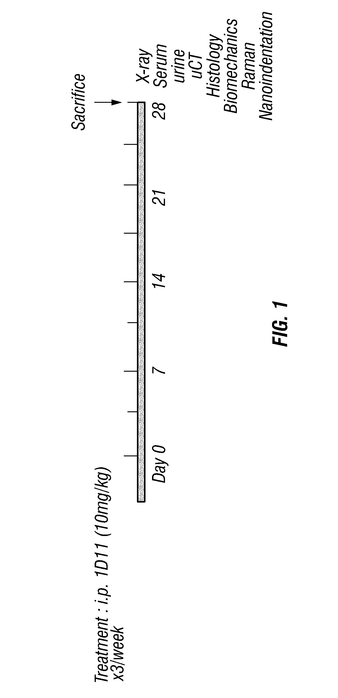 Anti-tgf-beta induction of bone cell function and bone growth