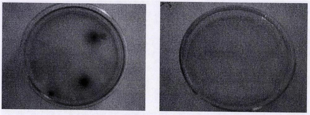 A superporous cationic polymer capable of removing bacteria in the air and its preparation method