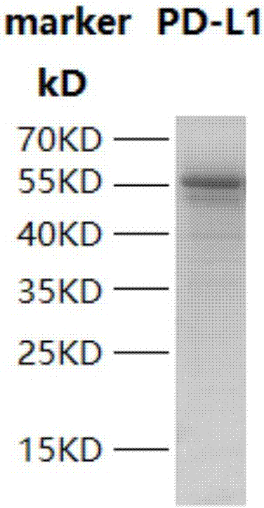 Anti-PD-L1 antibody as well as application, preparation method, kit and drug