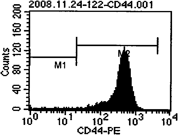 Method for obtaining mesenchyma stromal cells from connective tissue