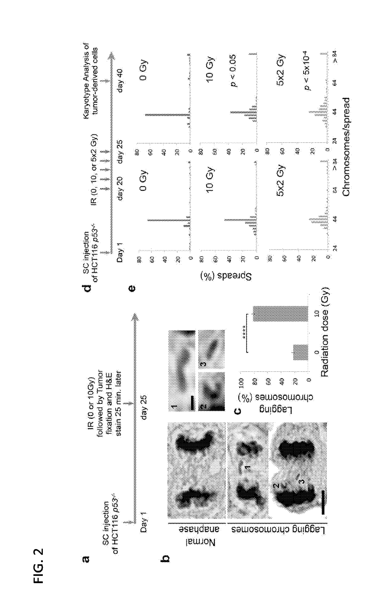 Methods and compositions for increasing susceptibility to radiation treatment by inhibiting suppression of numerical chromosomal instability of cancer cells