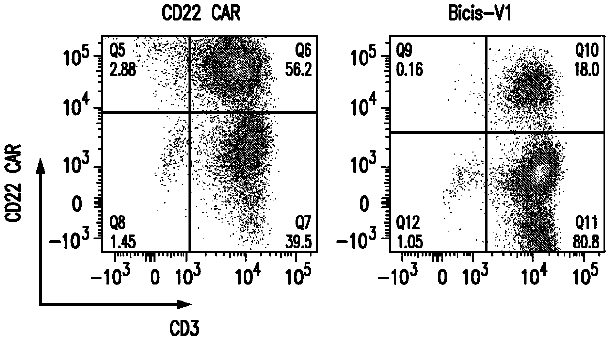 Bicistronic chimeric antigen receptors and their uses