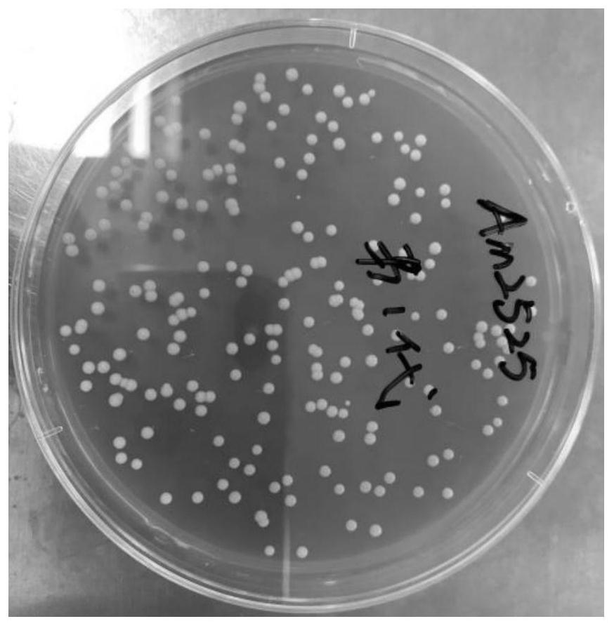 Strain for producing long-chain dicarboxylic acid and fermentation method of strain