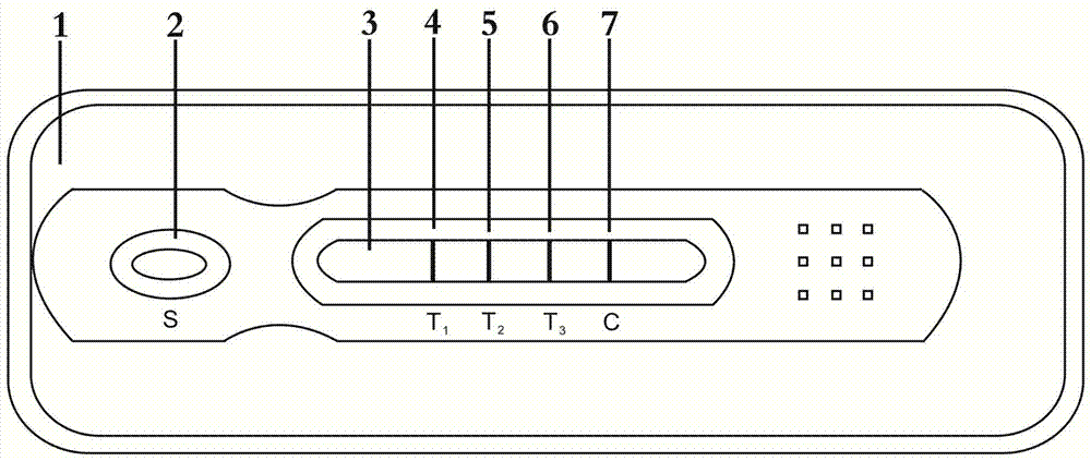 A kind of preparation method of lily x virus lvx semi-quantitative detection gold standard card