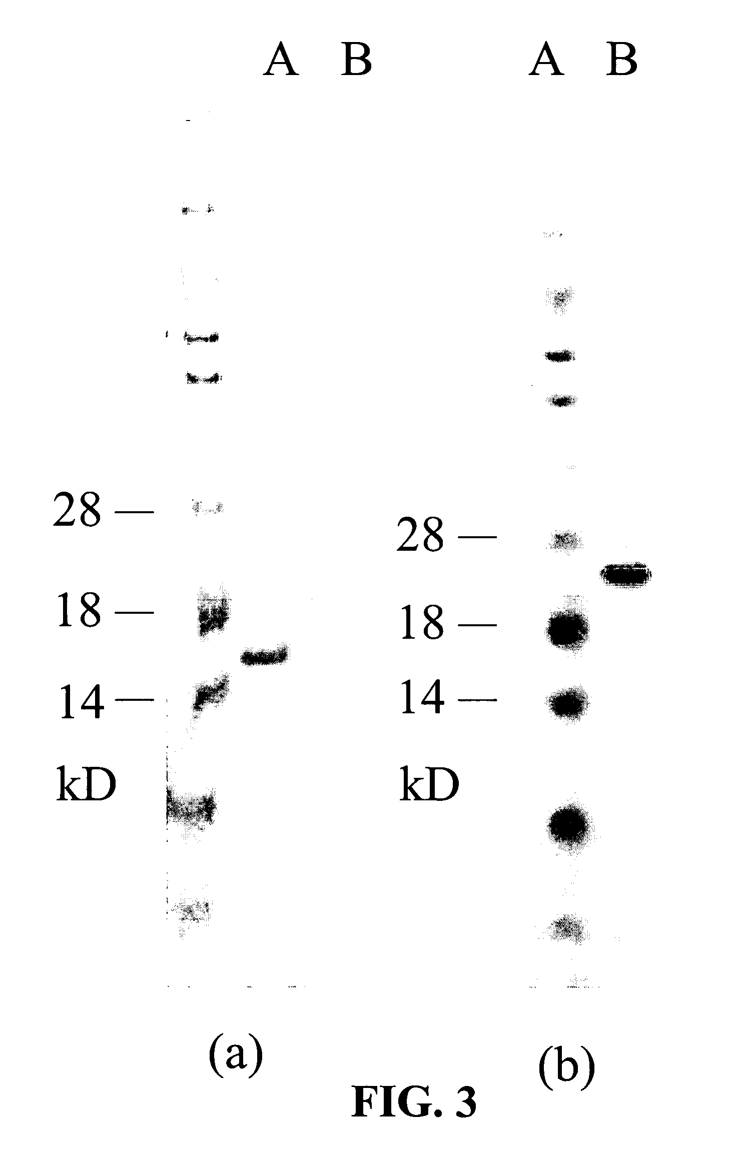 Protein from horn fly saliva that disrupts hemostasis