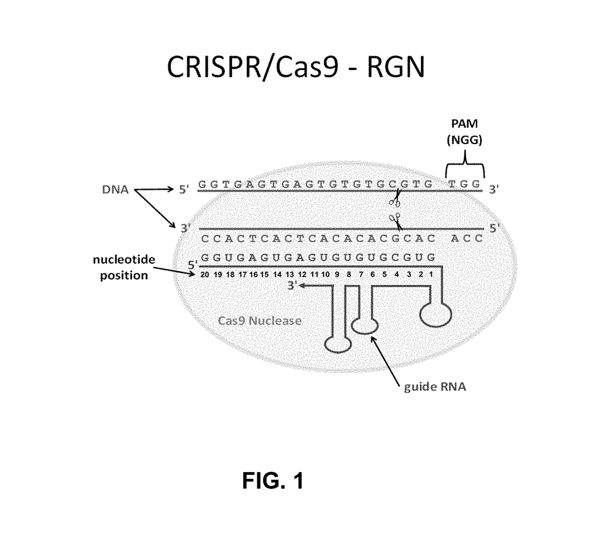 Using RNA-guided FokI nucleases (RFNs) to increase specificity for RNA-guided genome editing