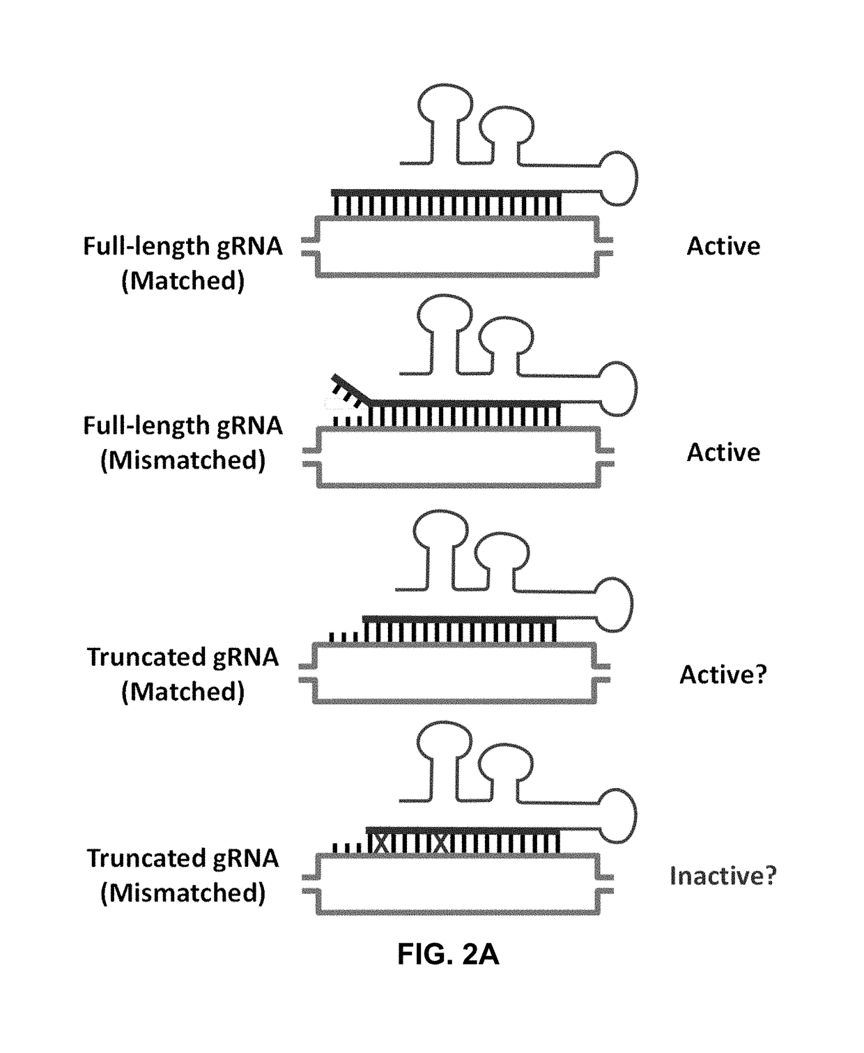 Using RNA-guided FokI nucleases (RFNs) to increase specificity for RNA-guided genome editing