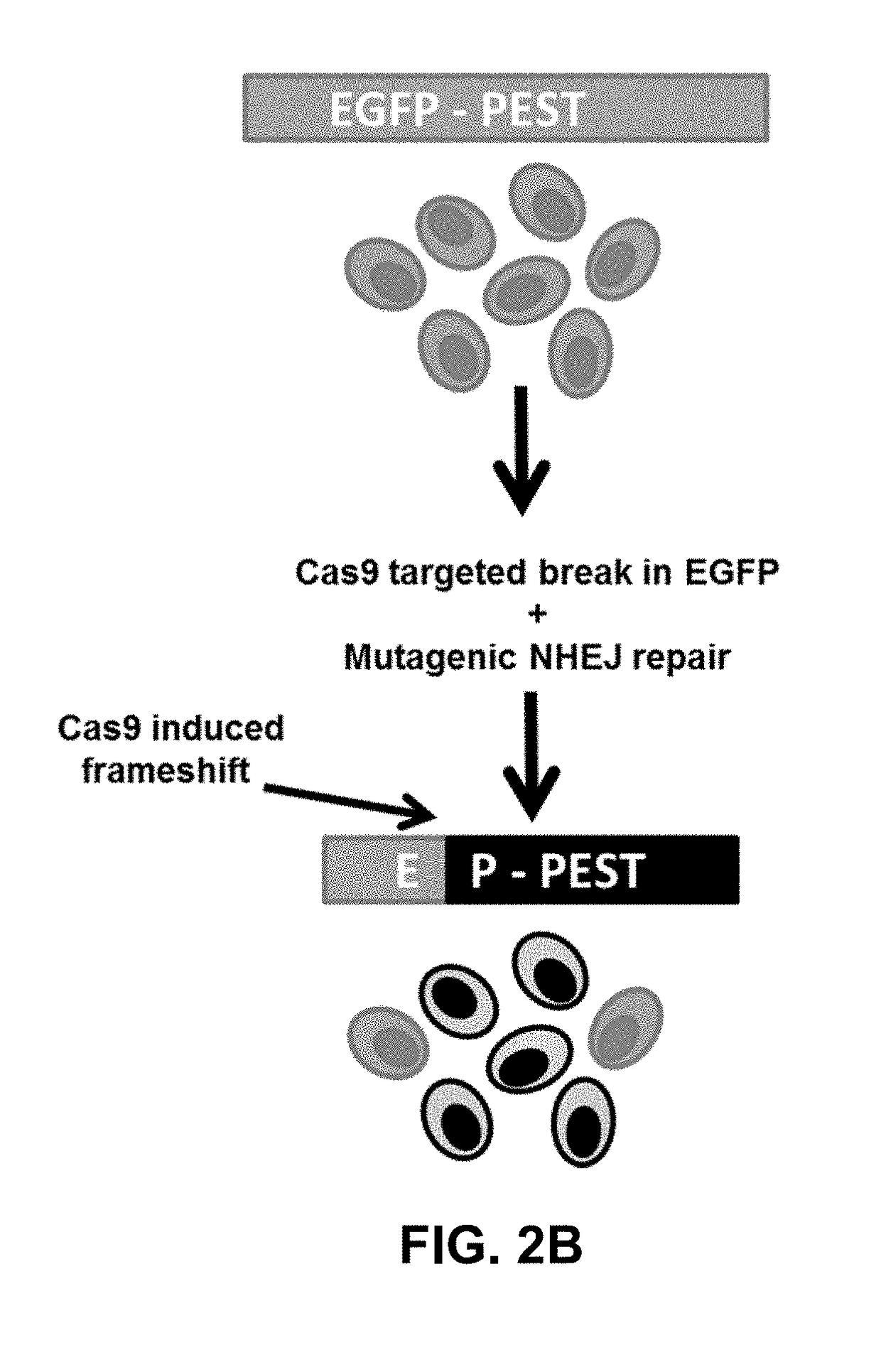 Using RNA-guided FokI nucleases (RFNs) to increase specificity for RNA-guided genome editing