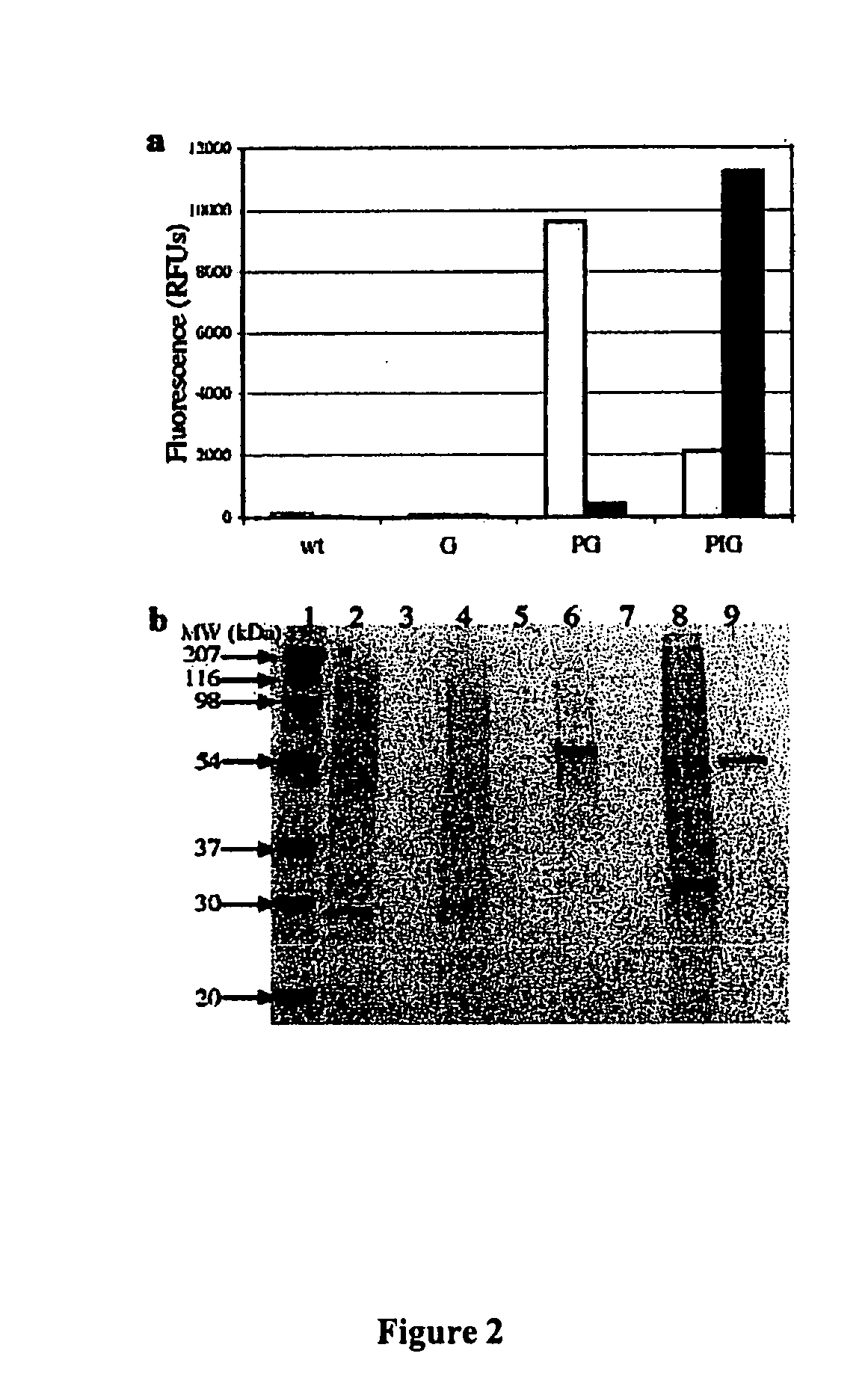 Intein-mediated protein purification using in vivo expression of an aggregator protein