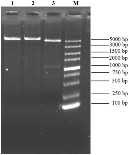 ABO gene haploid typing method and reagent