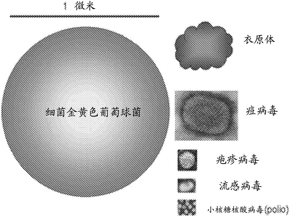 Method for removing bacteria from blood using high flow rate