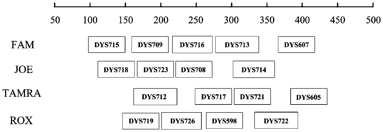 Human y-str gene locus fluorescent labeling kit and detection method