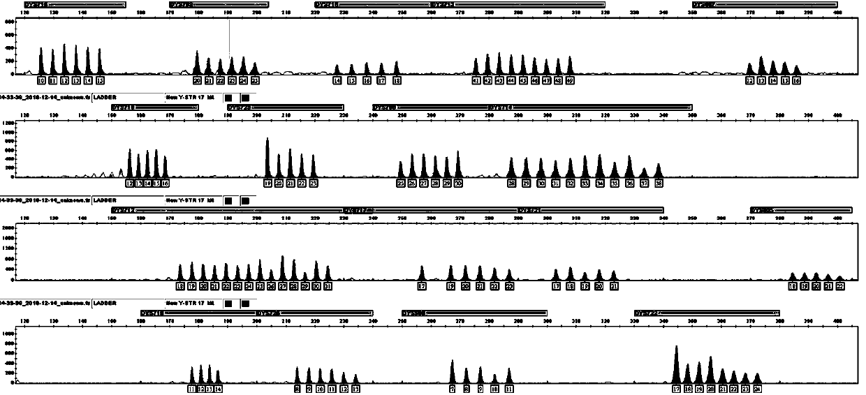 Human y-str gene locus fluorescent labeling kit and detection method