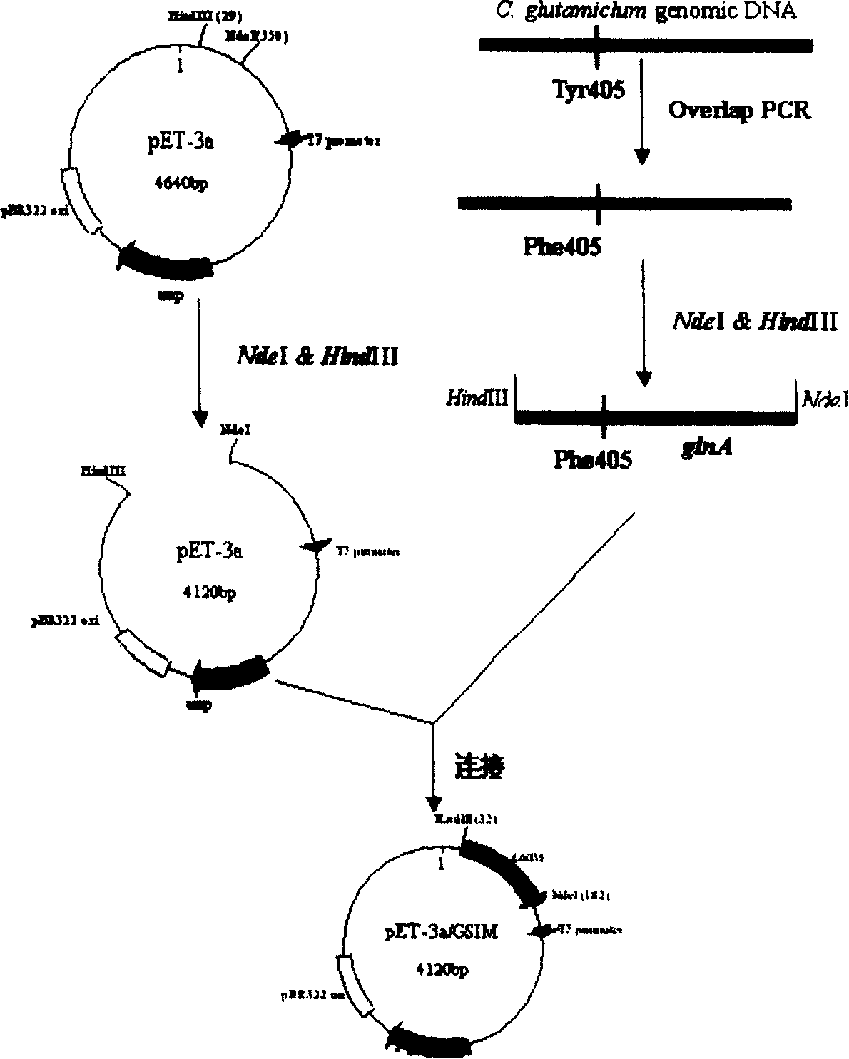 Glutamine synthetase and its dedicated expression engineered bacteria and uses