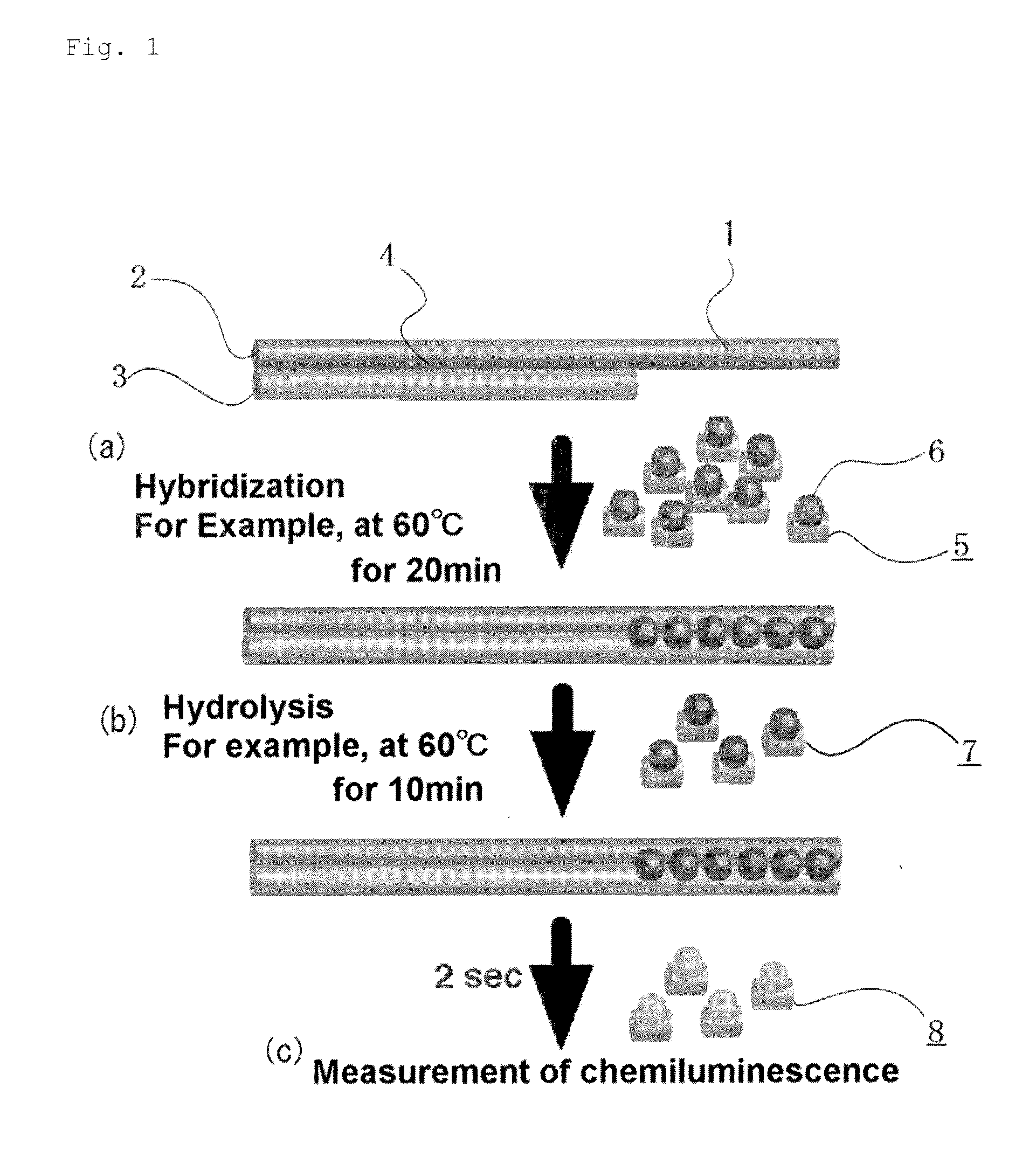 Method for determination of the length of the g-tail sequence and kit for the method