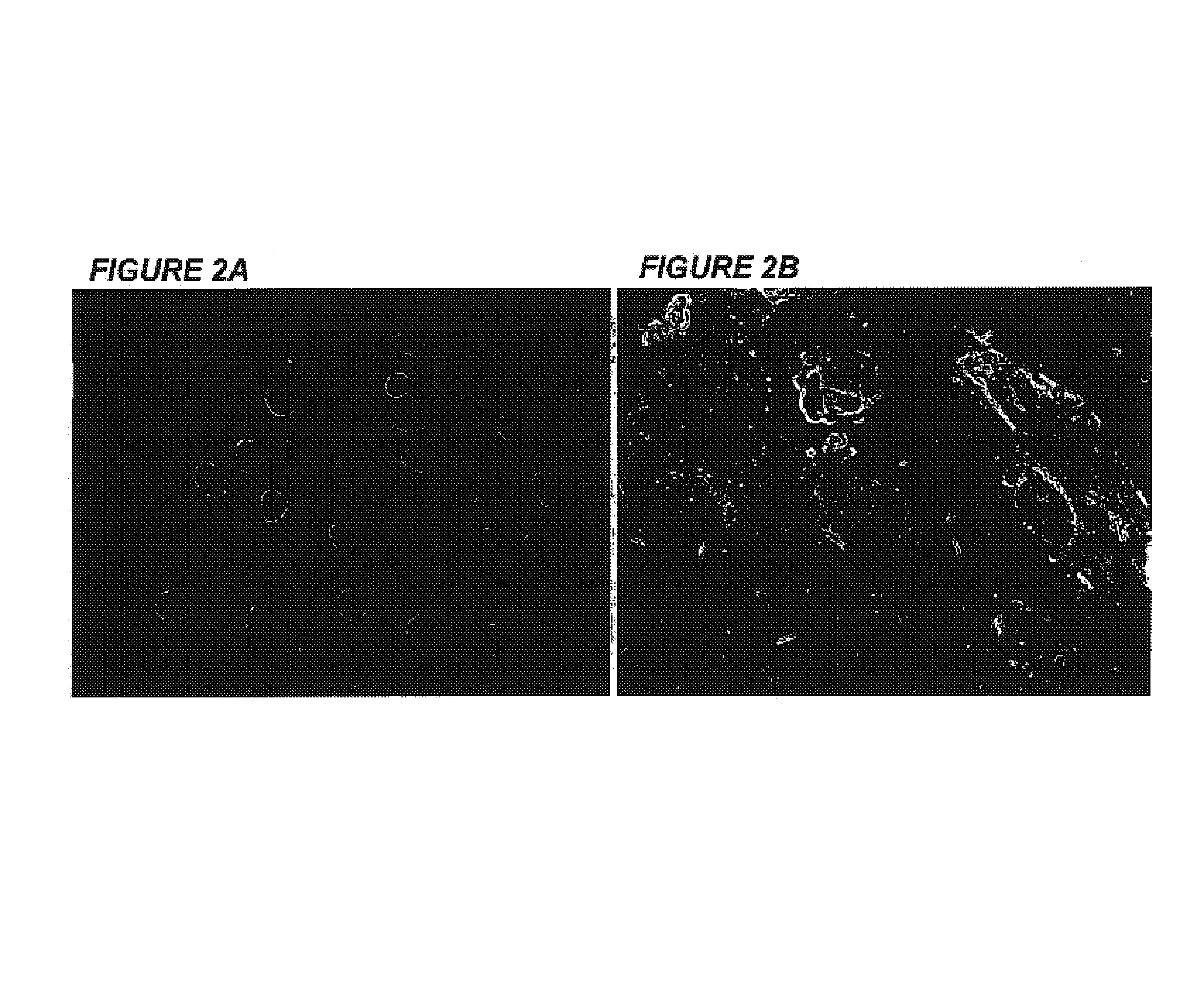 Immortalization of human post-mitotic cells