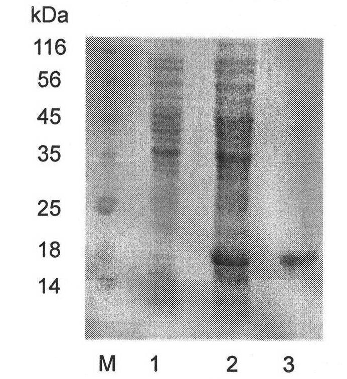 Procambarus clarkia chitin peptide gene and encoded chitin peptide and application thereof
