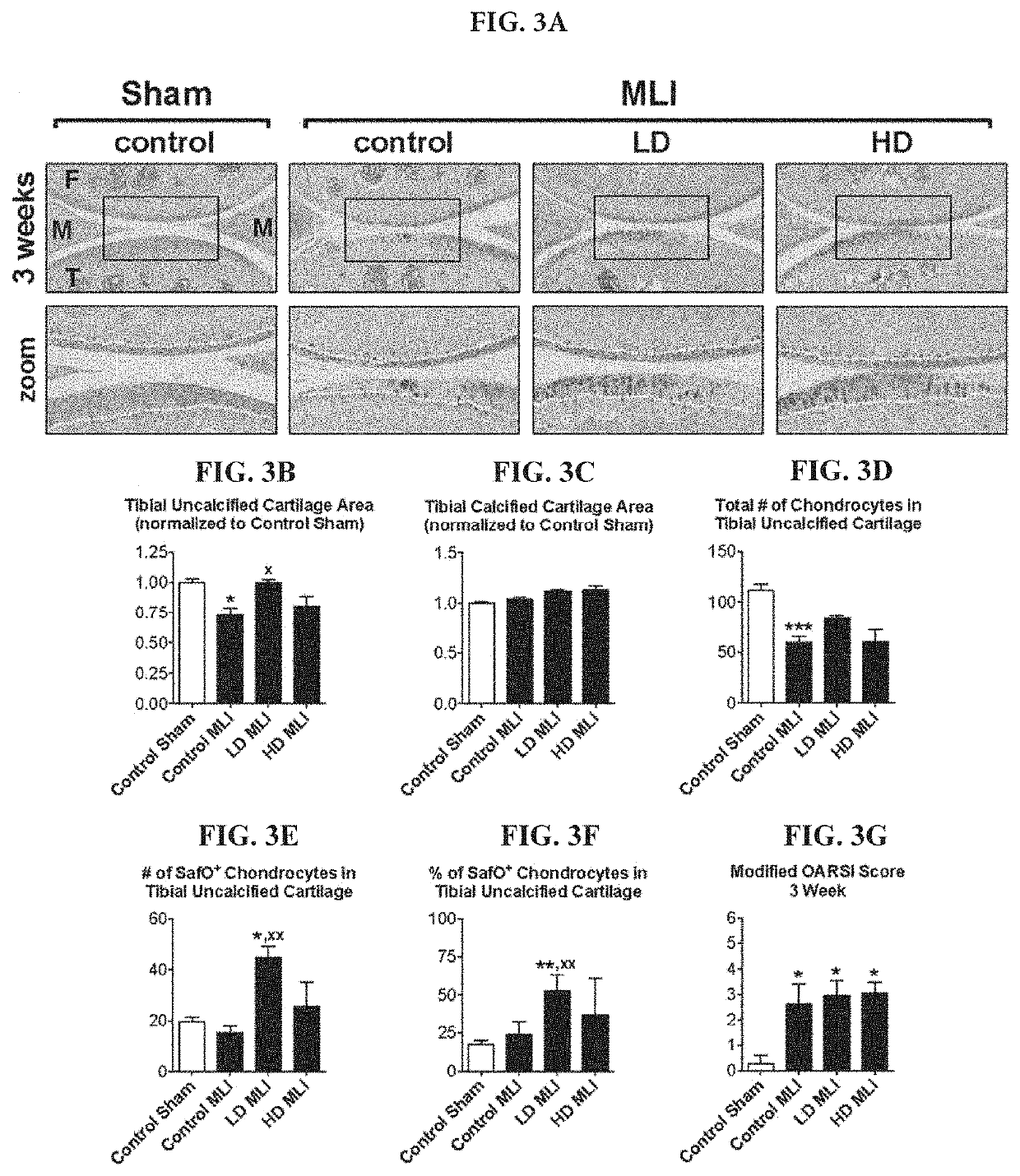 Collagen hydrolysates as a beneficial prebiotic and their effect on joint inflammation and osteoarthritis